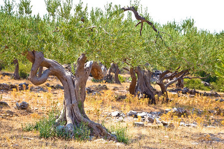 在达马提亚的古橄榄树种植布拉克岛croati图片