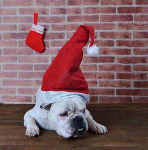 憎恨圣诞节的法国斗牛犬肖像图片