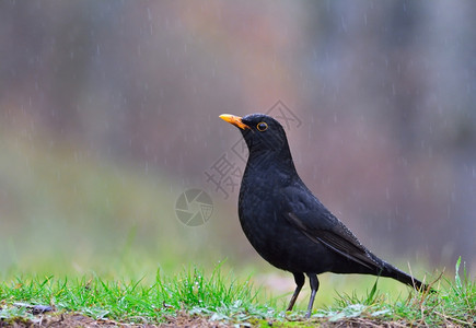 普通黑鸟在雨中扑田地上图片