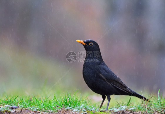 普通黑鸟在雨中扑田地上图片