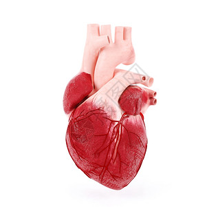 人体心脏医学图片