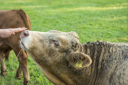 在德国农场女人的手一个小拍打年轻公牛的鼻子非常友善的人图片