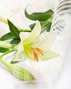 白百合花图片 白百合花素材 白百合花高清图片 摄图网图片下载