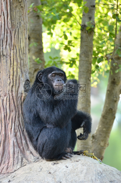 在动物园吃香蕉的黑猩图片