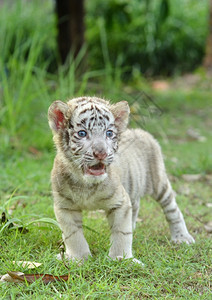 站在绿草上着的白老虎宝图片