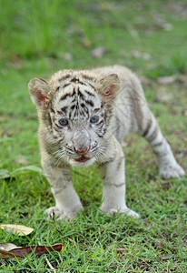 站在绿草上着的白老虎宝图片