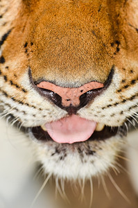 老虎的脸部紧贴着老虎的脸部图片