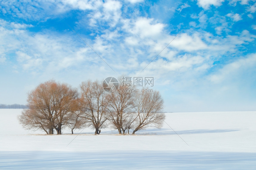 蓝色天空背景下的雪覆盖了田地和树木图片