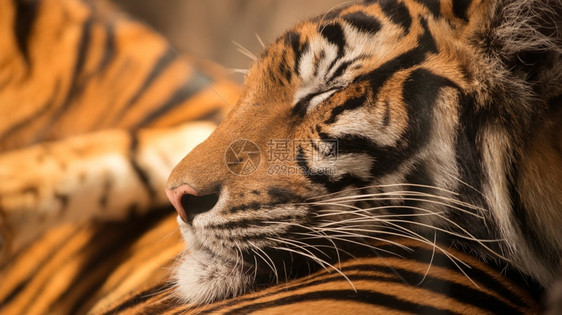 孟加拉虎豹睡在另一头图片