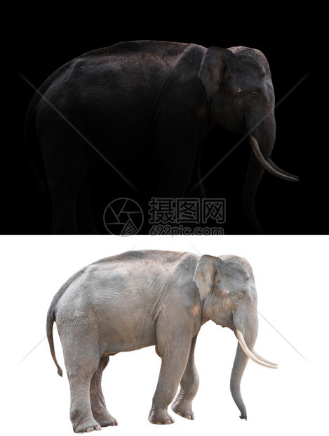 男大象在夜间站立聚光灯和雄大象被隔离图片