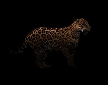 黑漆的美洲豹聚光灯下图片