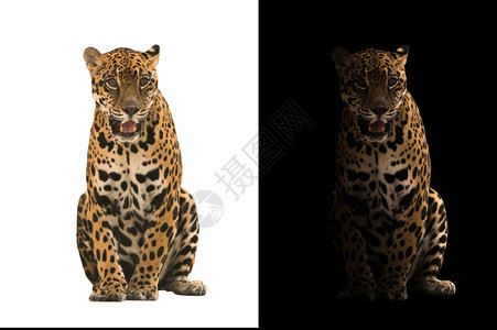 黑背景的美洲豹和白背景的美洲豹图片