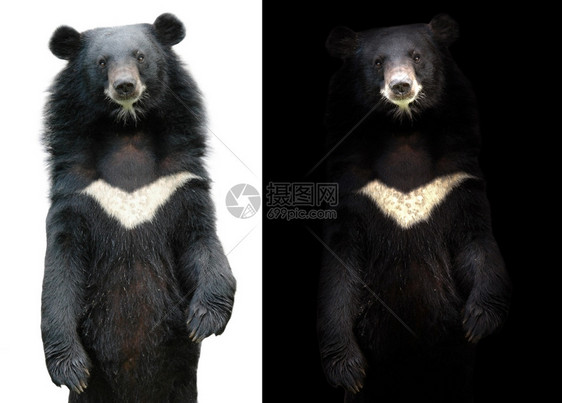 黑暗背景中的非异黑色熊和白面上的非异黑色熊图片