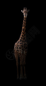 长颈鹿躲在黑暗中聚光灯下图片