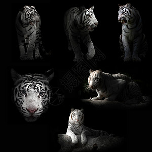 白老虎在黑暗中聚光灯下图片