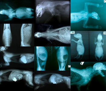 动物骨骼X光照片图片