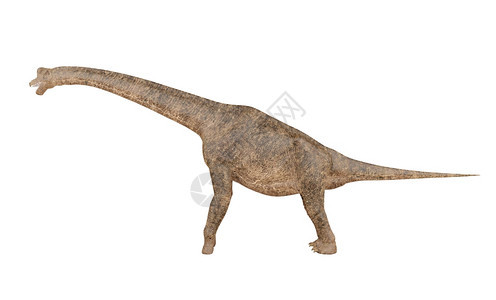 白背景的恐龙3D图片