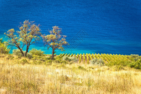 葡萄园和美丽的海岸由绿草石岛图片