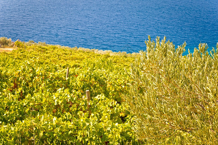 海边的葡萄园和橄榄种植布拉克岛croati图片