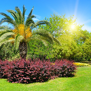 有热带棕榈树花床和草坪的夏季公园图片