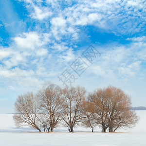 蓝色天空背景下的雪中覆盖田地和树木图片