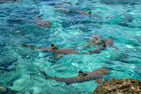 morea岛环礁湖中的黑鲨鱼法国聚失忆莫雷亚岛环礁湖中的黑鲨鱼图片