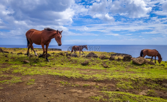 东岛悬崖上的马匹太平洋图片