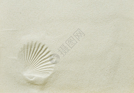 美丽的背景扇贝壳印在清洁海沙上有文字空间图片