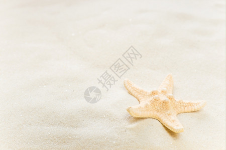 白海沙底的一头星图片