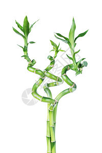 3个幸运竹子dracensderi的家庭种植干绿叶扭曲成螺旋形以白色背景隔离图片