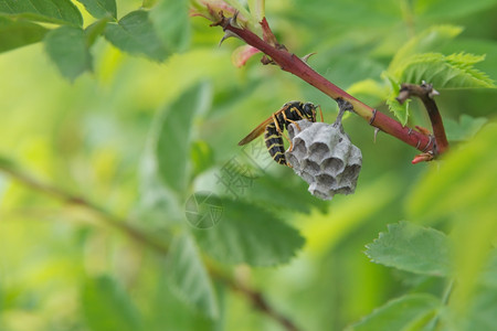条纹黄蜂在野生树枝上建巢绿色背景图片