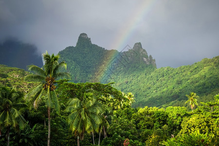 莫奥亚岛丛林的彩虹图片