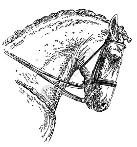 赛马伯乐手画插图设计图片