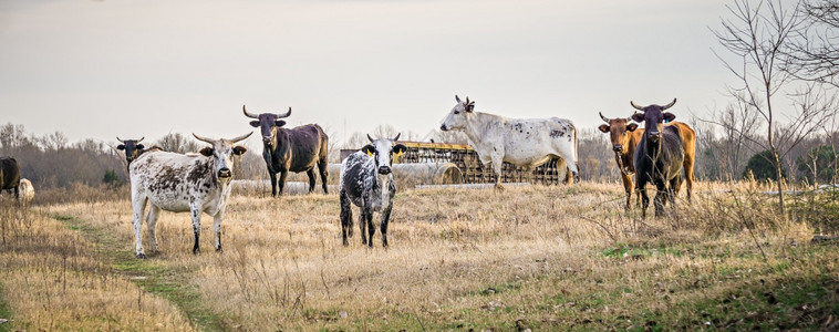 攻击公牛盯着农场摄像头看图片
