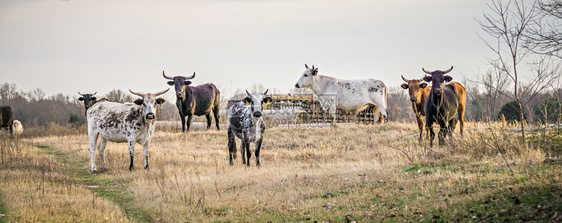 攻击公牛盯着农场摄像头看图片