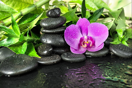 含有黑色巴萨按摩石粉红兰花和绿叶黑色底有水滴的黑色SPA概念图片