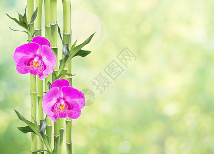 几片幸运竹子dracensderi绿叶两朵粉红兰花天然绿色有复制空间图片