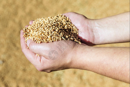 在粮食溢出的背景下手握着大量熟小麦谷物的男子手图片
