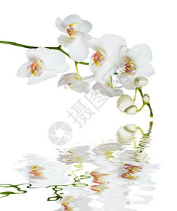 白兰花以色背景分离的花朵白色背景反映于小浪的水面图片
