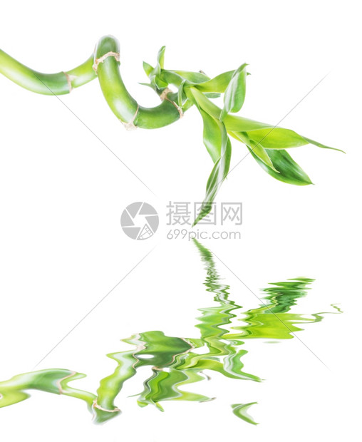 幸运竹子dracensderi带绿叶的单种植物干绿叶被扭曲成螺旋形孤立在白色背景上以小浪反映在水面上图片