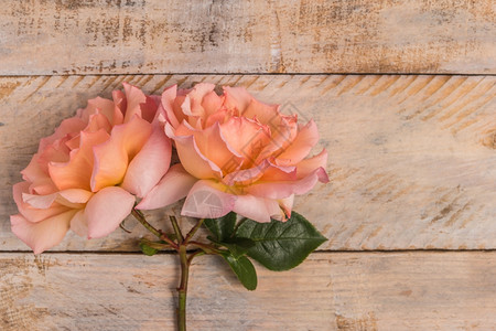 鲜粉玫瑰花瓣的鲜花爱情概念背景