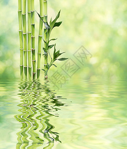 几片幸运竹子dracensderi绿叶反映在水面上有小波自然背景有复制空间图片