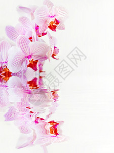 白底花和粉红色束在白背景上带条纹白花在小波水面上反射有文字空间图片