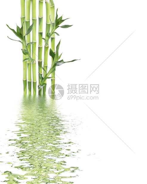 几片幸运竹子dracensderi有绿叶白底与隔离有复制空间图片