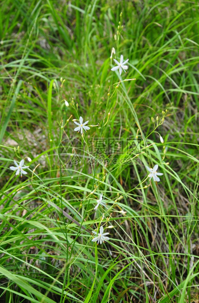 蜘蛛植物anthericum拉面图片