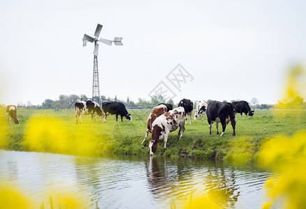 在荷兰牧场里喝水的奶牛图片