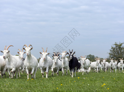 绿草上的奔跑的山羊群图片