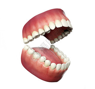 白背景的人类牙张开3D图片