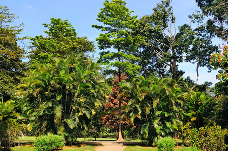 城市公园中的热带棕榈树和其他低落木图片
