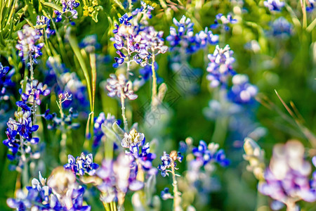 紫色花朵在日落时德克萨斯边路开花图片
